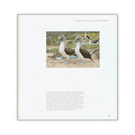 Oiseaux De Mer Le Comptoir Maritime