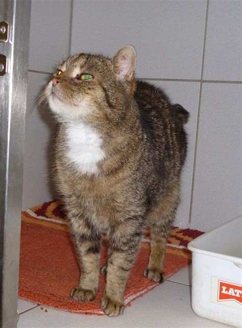 philipp tierheim bad kreuznach