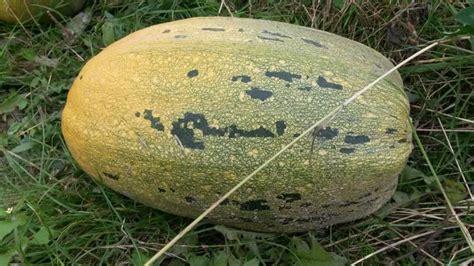 Тыква «Грибовская кустовая 189» — описание, фото и характеристики сорта