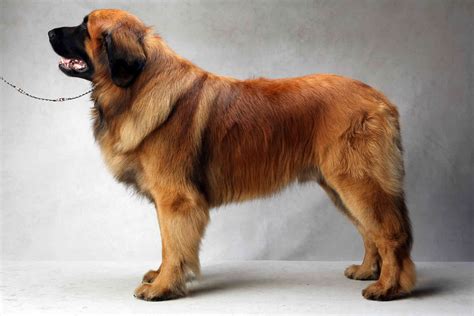 Westminster’s Best of Breed | Westminster dog show, Leonberger dog ...