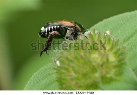 Bug Ass Stock Photo Shutterstock