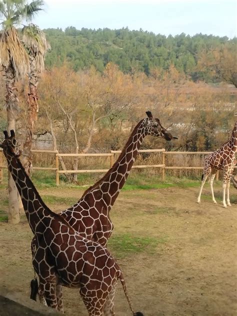 Visitamos La Reserva Africana De Sigean Francia Visitamos Flickr