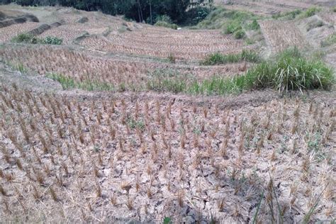 Ratusan Hektare Sawah Di Karawang Puso ANTARA News