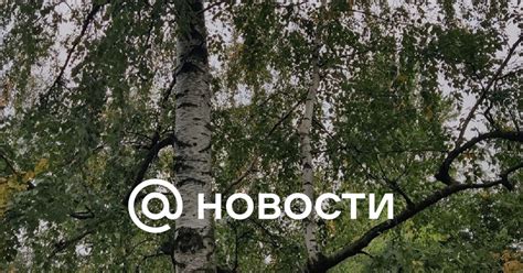 Береза выросла на ветке другой березы в Выборгском саду - Новости Mail.ru