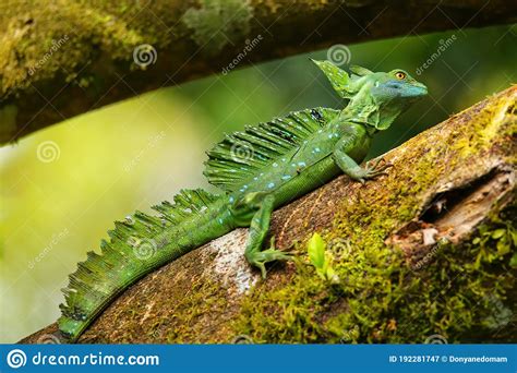 Male Plumed Basilisk Basiliscus Plumifrons Sitting On A Log Stock Image