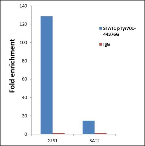 Phospho Stat1 Tyr701 Antibody 44 376g