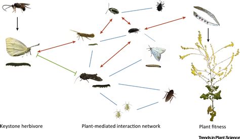 keystone herbivores   evolution  plant defenses trends