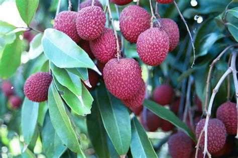 Leaves Of Grass Lychee Wonderful Tree In My Orchard