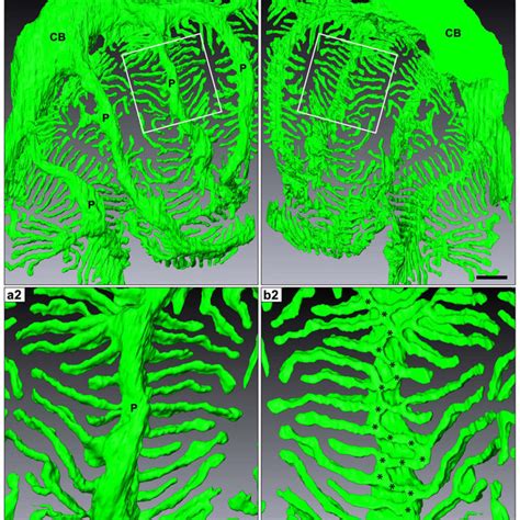 Three-dimensional structure of podocyte foot processes. A single... | Download Scientific Diagram