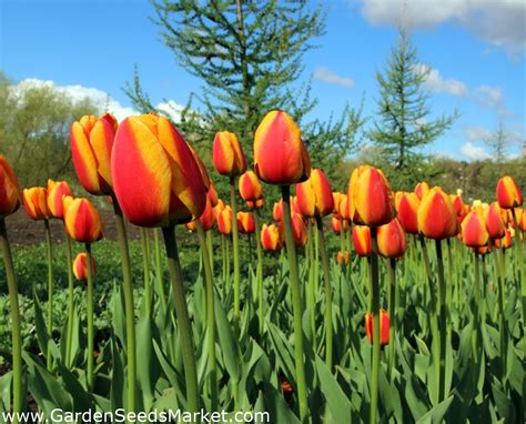 Тюльпан Апельдорн Элит Фото — Фото Картинки