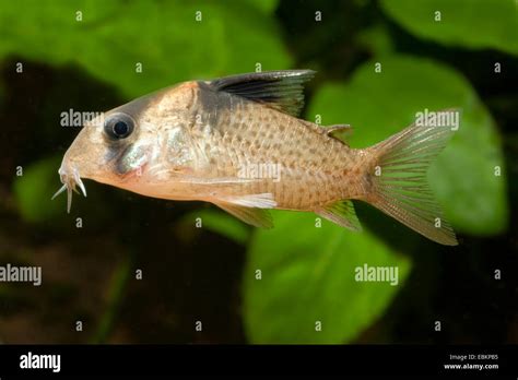 Black Spotted Catfish Hi Res Stock Photography And Images Alamy