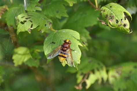 Free Images Nature Leaf Flower Fly Summer Wildlife Green