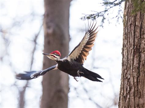 Types Of Woodpeckers In New York Complete Guide Bird Fact