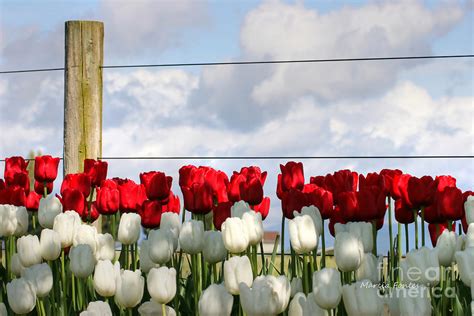 Tulip Farm Pacific Northwest Washington State Photograph By Tap On Photo Fine Art America