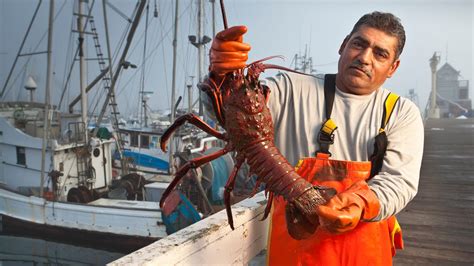 The Largest Lobster Ever Caught, Plus 6 More Over 20 Pounds | HowStuffWorks