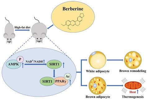 Berberine modulates deacetylation of PPARγ to promote adipose tissue