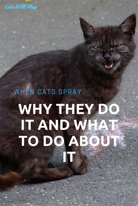 When Cats Spray: Why They Do It and What to Do About It - Cats Will Play
