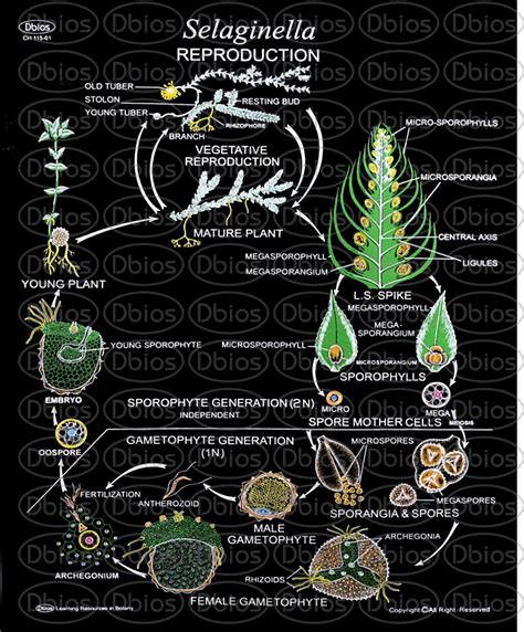 Ch Selaginella Reproduction Dbios Charts