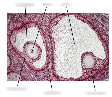 Female Reproductive System Histology Diagram Quizlet