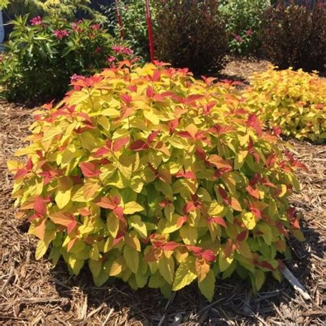 SPIREA FIRELIGHT – Knippel Garden Centre