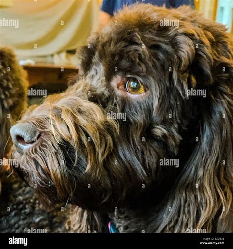 Serious Dog Hi Res Stock Photography And Images Alamy