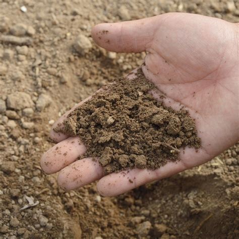 sandy loam soil wins unlock  gardens true potential