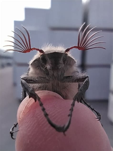 Просто майский жук | Пикабу