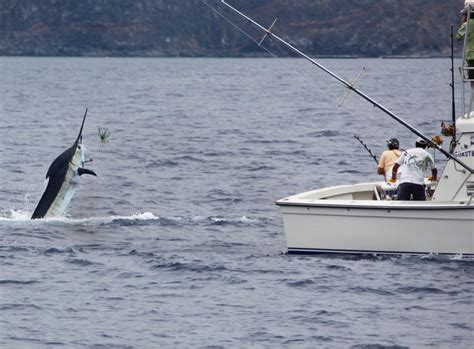Marlin and Tuna - Fishsurfing