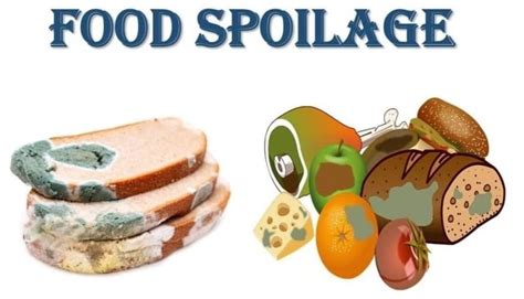 The Invisible Living World Beyond Our Naked Eye Chapter Notes Chapter Notes For Class 8 PDF