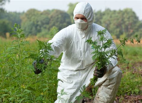 Ambrosia Im Garten Experten Warnen Vor Invasiven Pflanzen