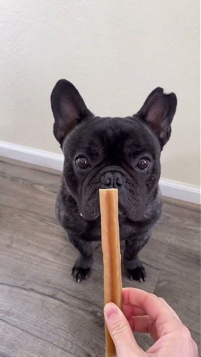 Best Dog Chews For Destructive Chewers Youtube