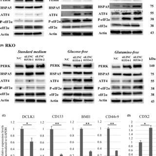 Silinc Treatment Activated The Unfolded Protein Response In The