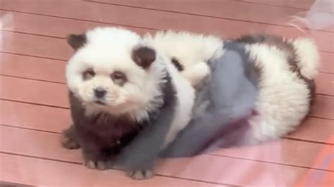 ‘Pandas’ at Chinese zoo are Chow Chow dogs dyed black and white – NBC ...