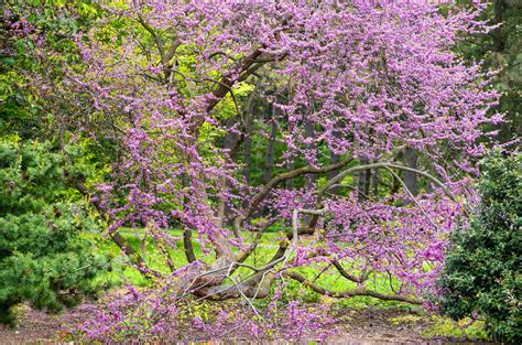 20 Redbud Tree Varieties That Will Brighten Up Your Landscaping
