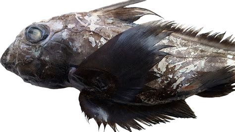 Chimaera Researchers Discover Three New Species Of Chimaera
