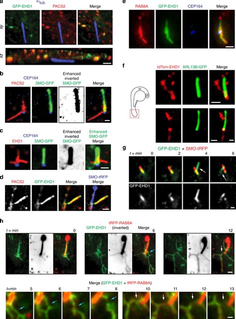 PACSIN And EHD Proteins Accumulate On CPM Tubules That Contain RAB8A A