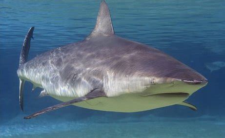 Bull Sharks Facts and Latest Photographs | The Wildlife