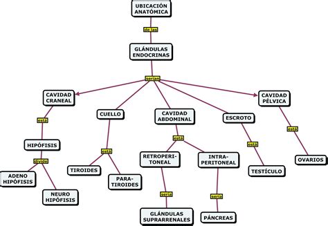 Mapa Mental Sistema Endocrino Xmind Mind Mapping Software Porn Sex