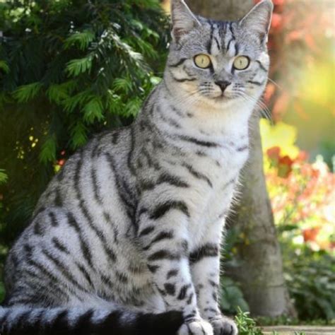Calico vs American Shorthair - Breed Comparison | MyCatBreeds