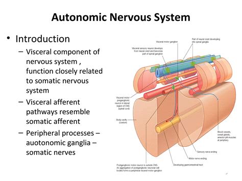 2. sympathetic nervous system | PPT