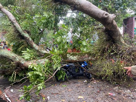 Hujan Deras Disertai Angin Kencang Pohon Tumbang Timpa Enam Sepeda