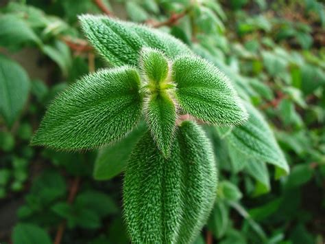 fuzzy plant  photo  freeimages