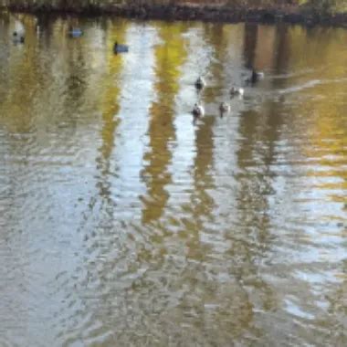 Gabi Aus Dresden Free German Porn Video 41 XHamster