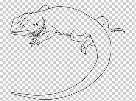 Lizard Drawing Central Bearded Dragon Line Art PNG, Clipart, Amphibian ...