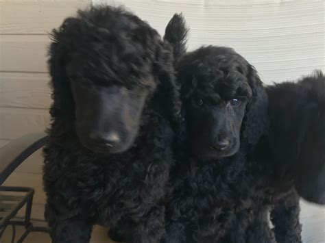 Poodle Puppies For Sale - AKC PuppyFinder