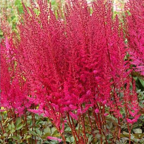 Astilbe - Mighty Chocolate Cherry False Spirea - Sugar Creek Gardens