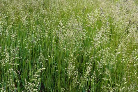 Types Of Tall Fescue Grass