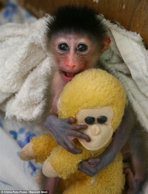 foto menggemaskan seekor bayi monyet  boneka monyetnya news