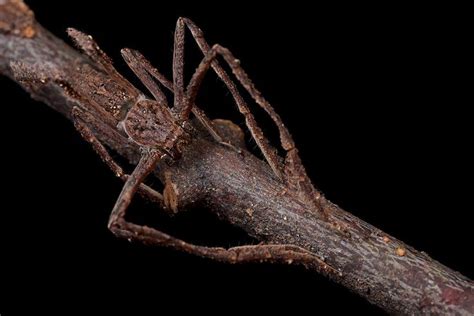 Camouflaged Spider 4 Camouflage Spider Insects