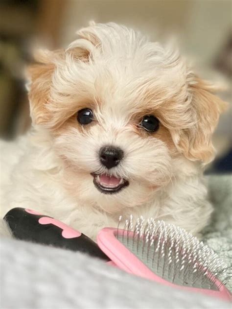 The Maltipoo Puppy Inspiration Station